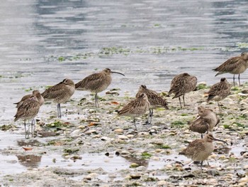 Eurasian Whimbrel Yatsu-higata Sat, 4/27/2024