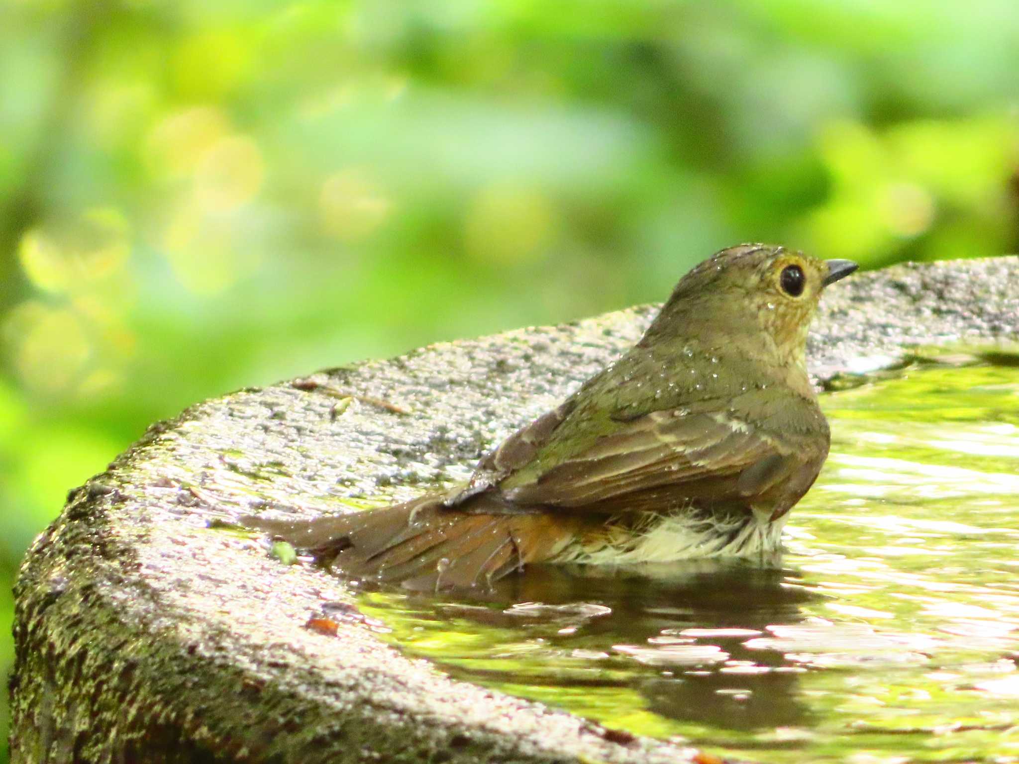 Photo of Narcissus Flycatcher at 権現山(弘法山公園) by ゆ