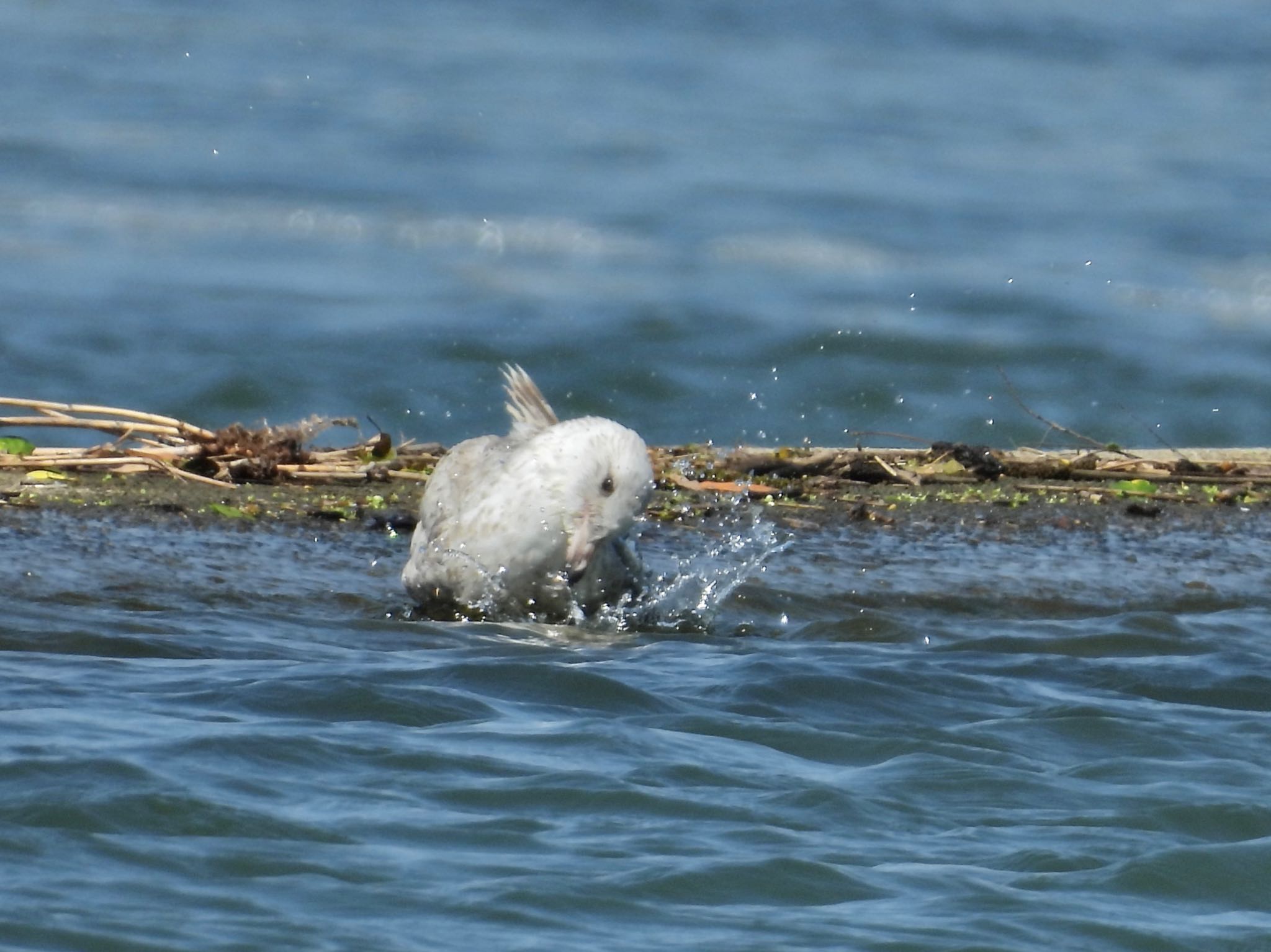 オオセグロカモメ　若鳥さん　水浴び中 by 釣り師のおじさん