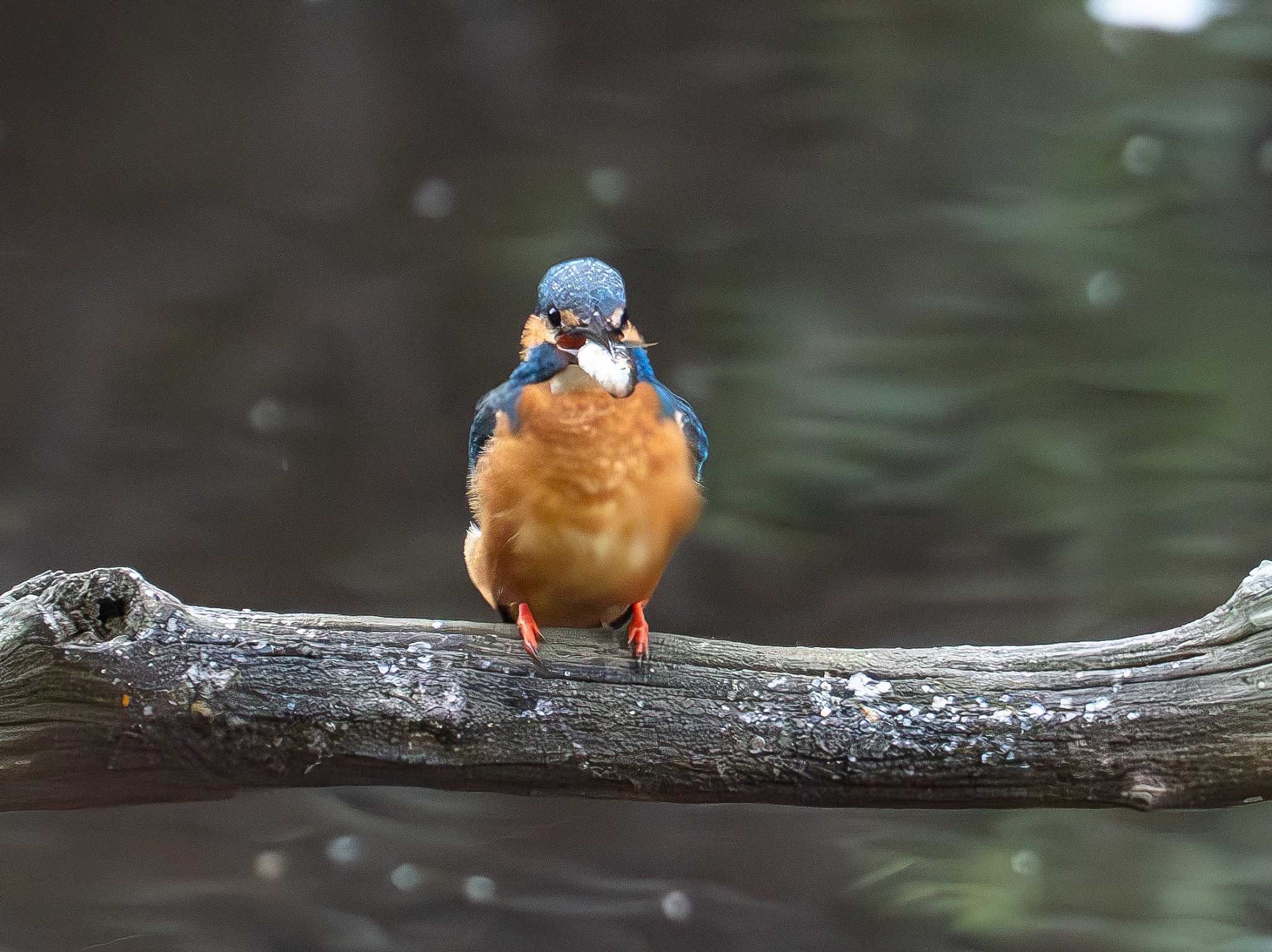 Photo of Common Kingfisher at 四季の森公園(横浜市緑区) by sario