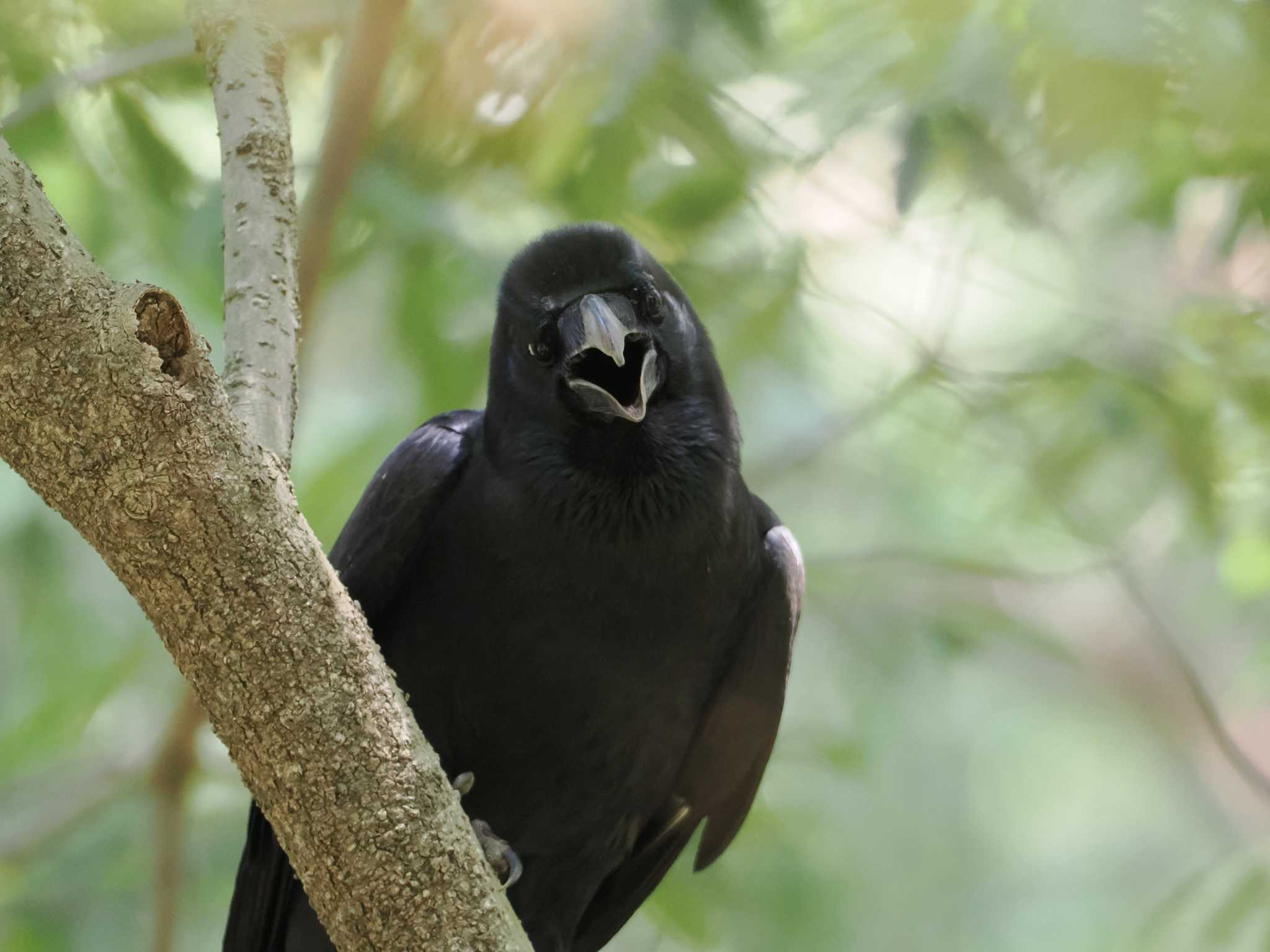Photo of Carrion Crow at 四季の森公園(横浜市緑区) by sario
