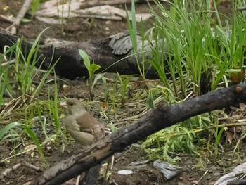 Grey-capped Greenfinch 福井緑地(札幌市西区) Mon, 5/6/2024