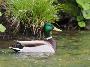 Mallard 福井緑地(札幌市西区) Mon, 5/6/2024