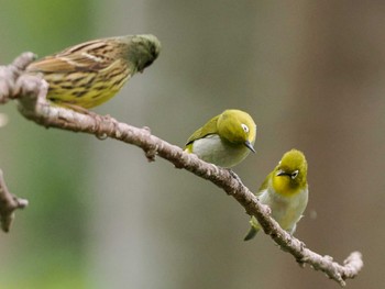 Warbling White-eye 左股川緑地(札幌市西区) Mon, 5/6/2024