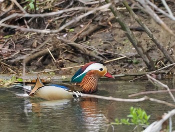 Mandarin Duck 福井緑地(札幌市西区) Mon, 5/6/2024