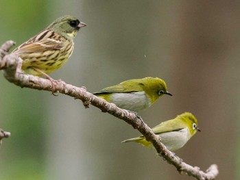 Warbling White-eye 左股川緑地(札幌市西区) Mon, 5/6/2024