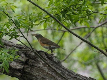 Eyebrowed Thrush 左股川緑地(札幌市西区) Mon, 5/6/2024