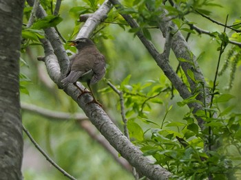 Eyebrowed Thrush 左股川緑地(札幌市西区) Mon, 5/6/2024