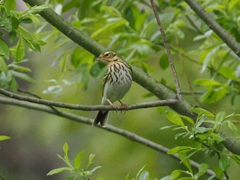 Olive-backed Pipit 福井緑地(札幌市西区) Mon, 5/6/2024