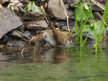 Blue-and-white Flycatcher 福井緑地(札幌市西区) Mon, 5/6/2024