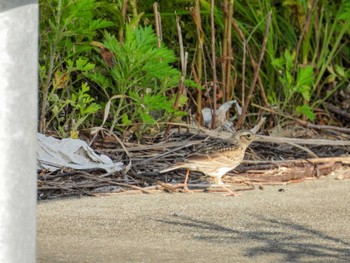 Eurasian Skylark 豊川市 Sat, 5/4/2024