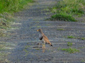 Grey-headed Lapwing 豊川市 Sat, 5/4/2024