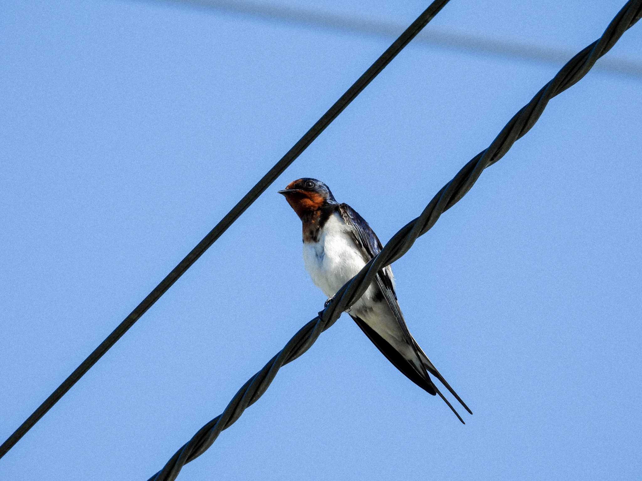 Photo of Barn Swallow at 新城市 by tana