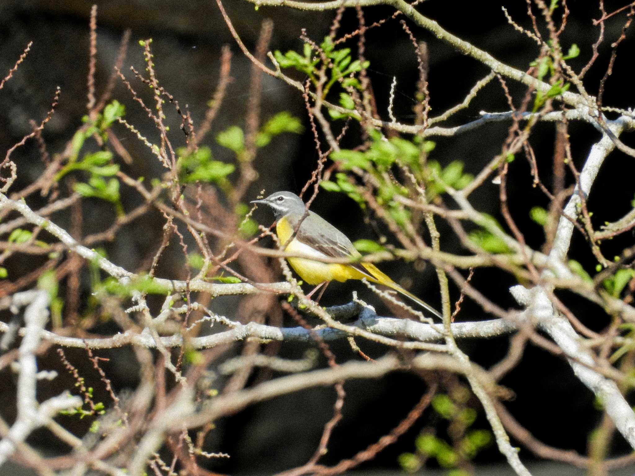 Grey Wagtail