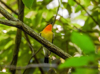 2024年5月5日(日) 新城市の野鳥観察記録