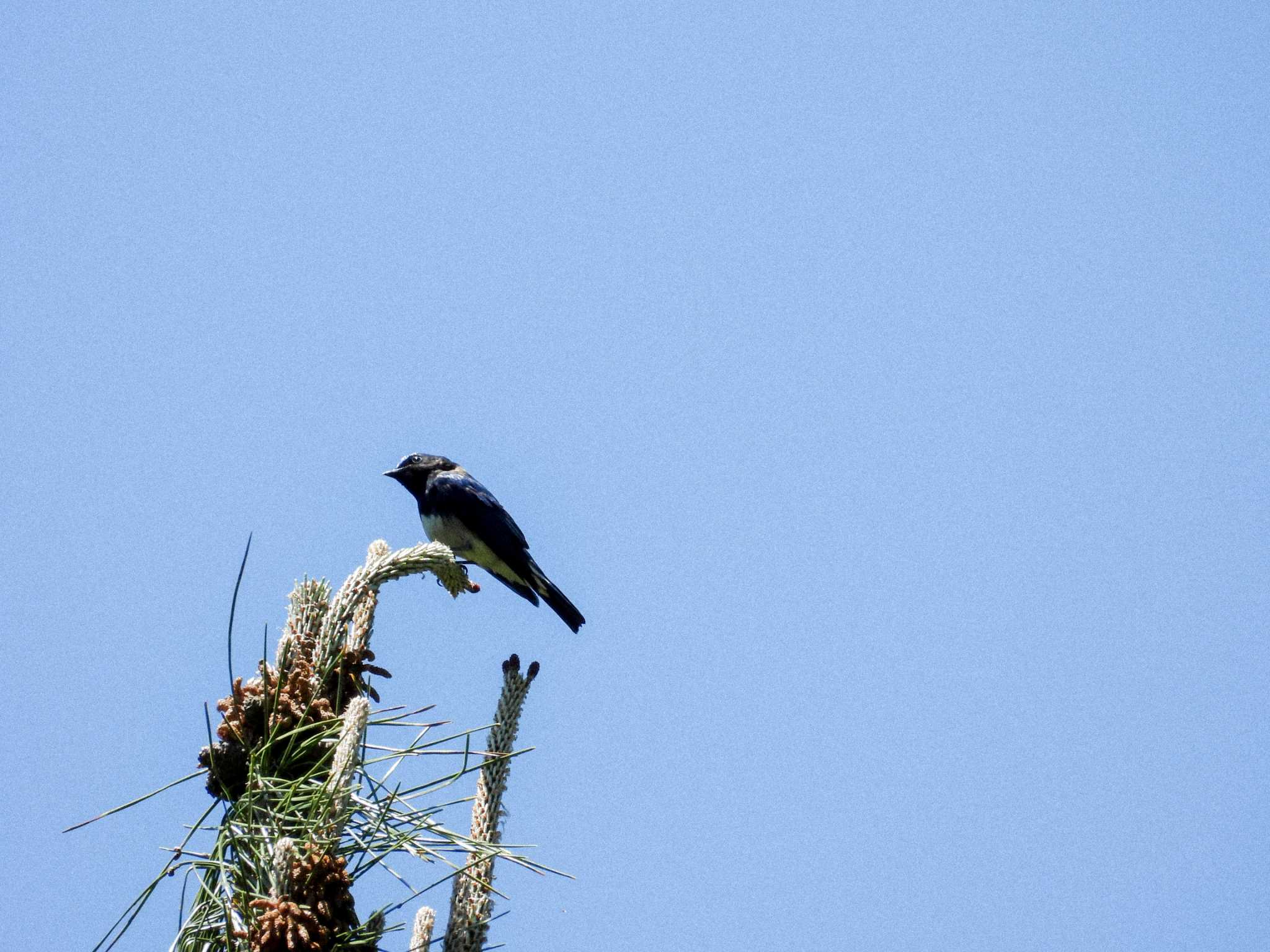 Blue-and-white Flycatcher