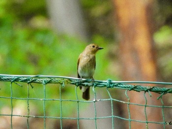 Blue-and-white Flycatcher 新城市 Sun, 5/5/2024