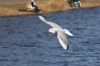 ユリカモメ 水元公園 2018年12月15日(土)