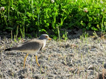 Grey-headed Lapwing 新城市 Sun, 5/5/2024