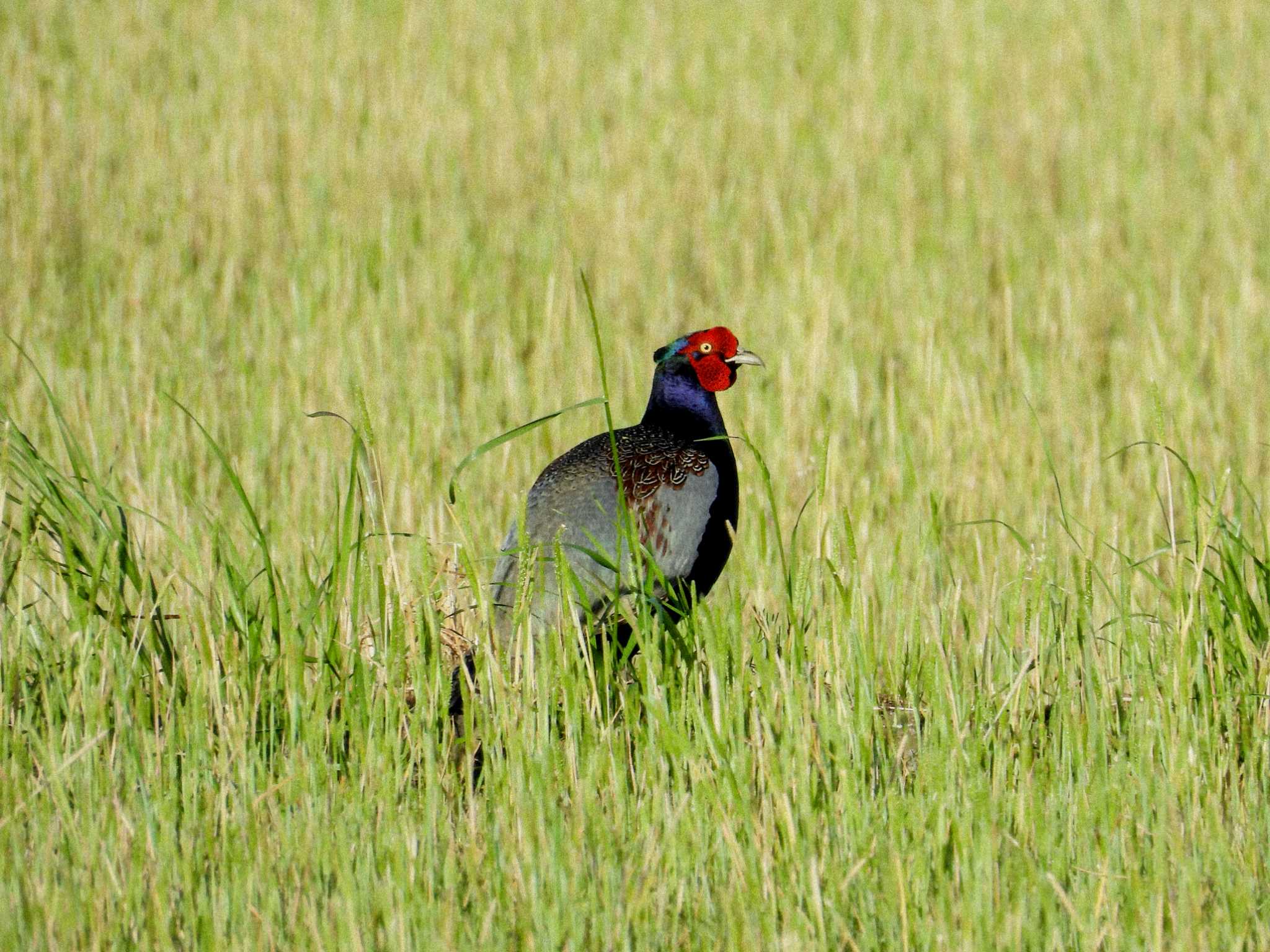 Green Pheasant