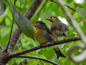 2024年5月6日(月) 浜松市の野鳥観察記録