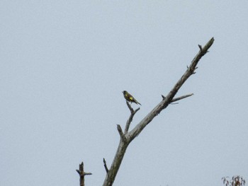 Grey-capped Greenfinch 浜松市 Mon, 5/6/2024
