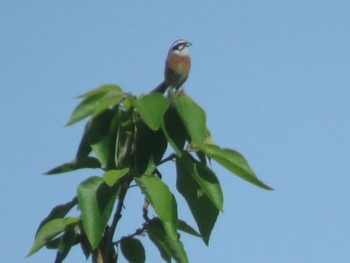 Meadow Bunting 境御嶽山自然の森公園(伊勢崎市)  Sat, 5/4/2024