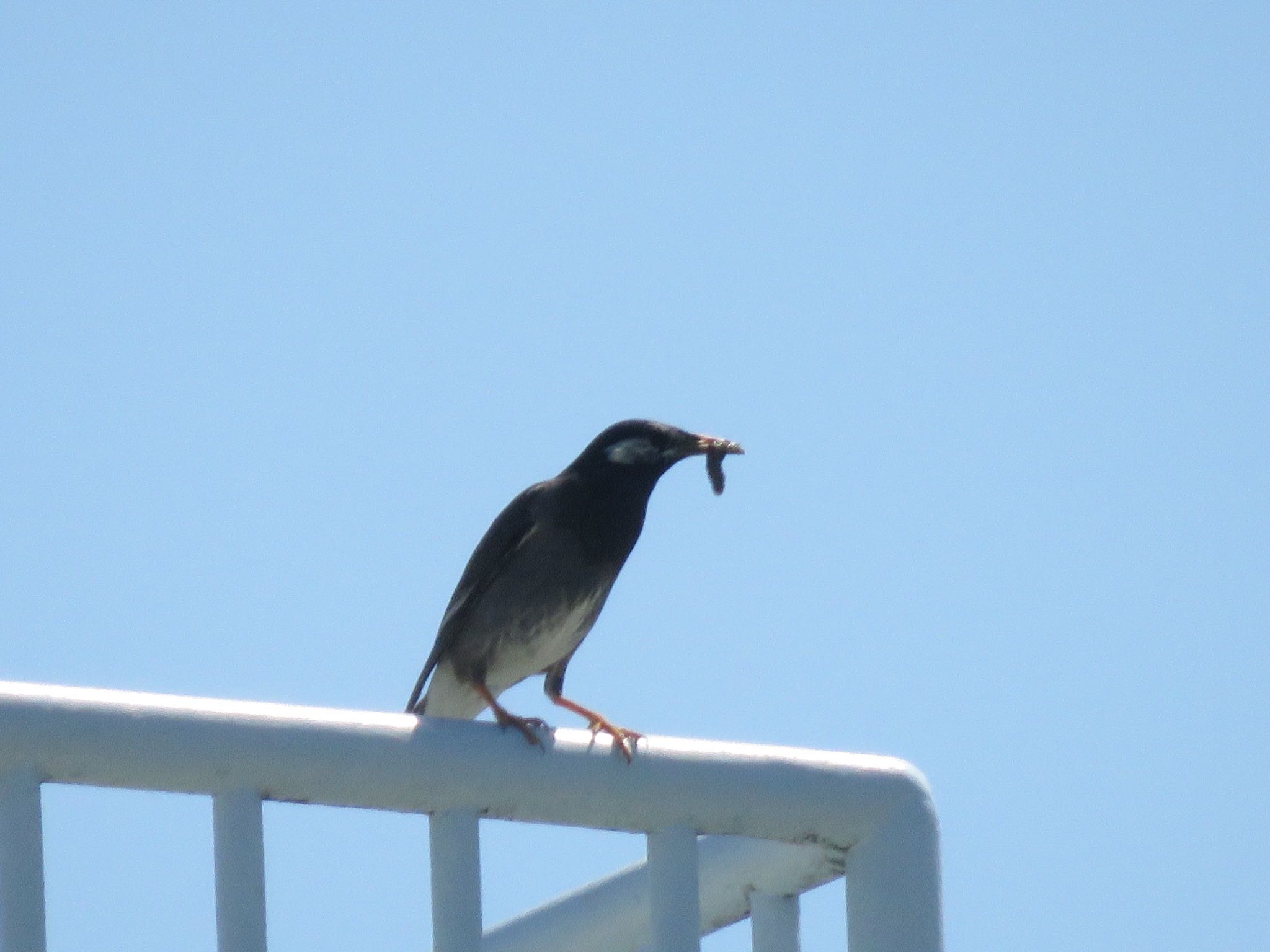 Photo of White-cheeked Starling at 境御嶽山自然の森公園(伊勢崎市)  by me.tdkr♪