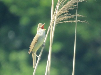 Oriental Reed Warbler Akigase Park Sun, 5/5/2024
