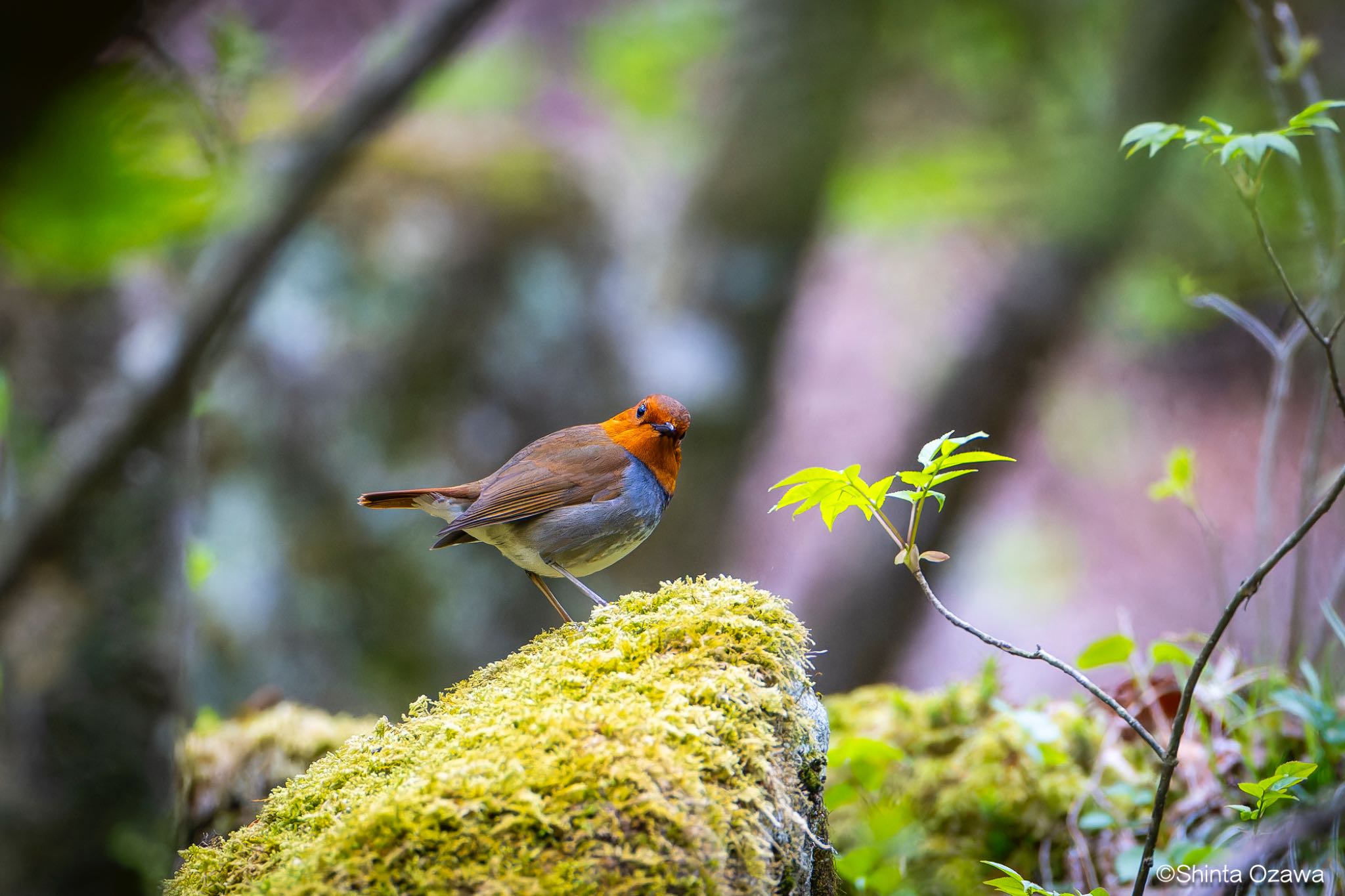 Photo of Japanese Robin at  by SNT