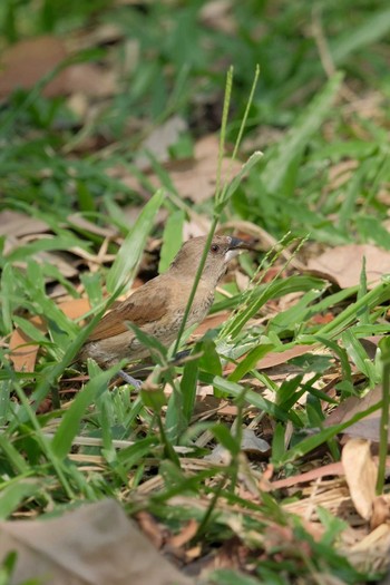 Scaly-breasted Munia Wachirabenchathat Park(Suan Rot Fai) Fri, 5/3/2024