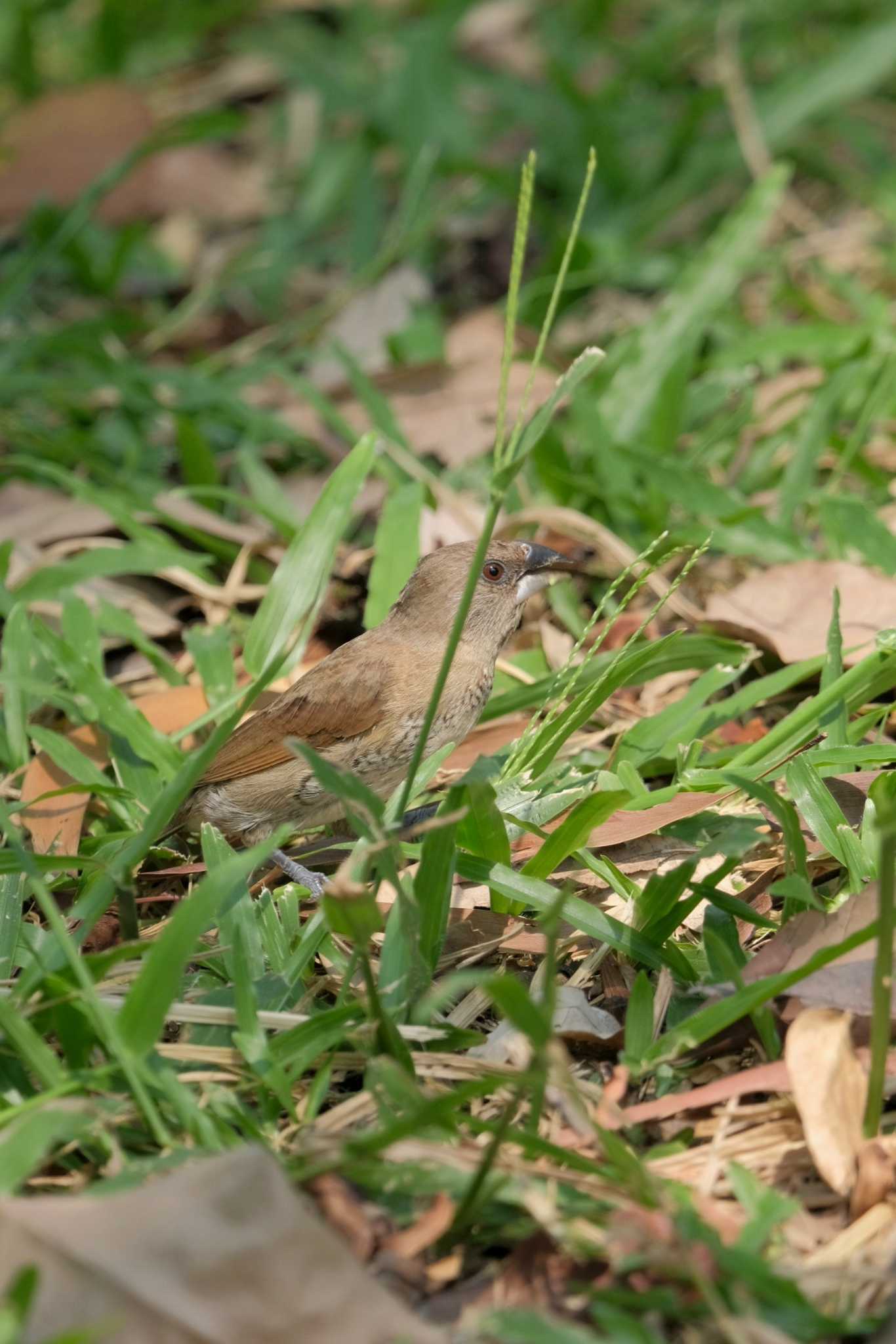 Photo of Scaly-breasted Munia at Wachirabenchathat Park(Suan Rot Fai) by BK MY