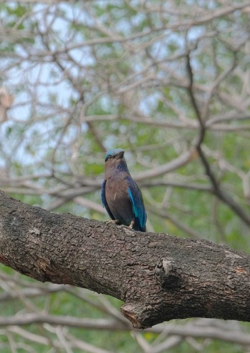 インドブッポウソウ Wachirabenchathat Park(Suan Rot Fai) 2024年5月3日(金)