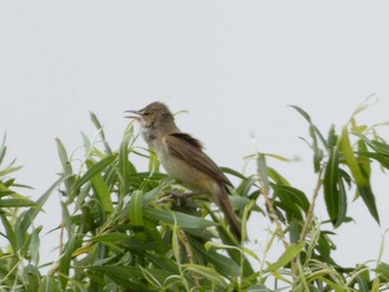 Oriental Reed Warbler 浮島ヶ原自然公園 Fri, 4/26/2024