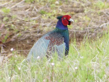 Green Pheasant 浮島ヶ原自然公園 Fri, 4/26/2024