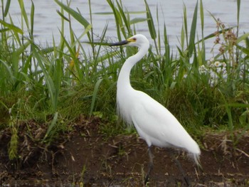 Medium Egret 浮島ヶ原自然公園 Fri, 4/26/2024