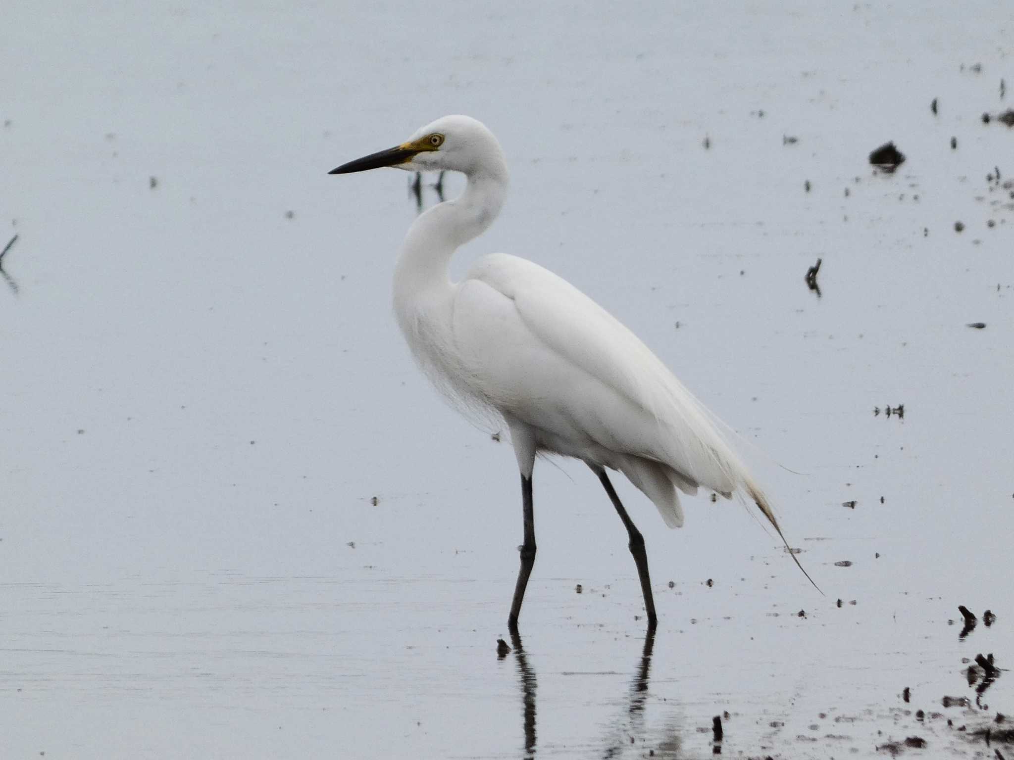 Medium Egret