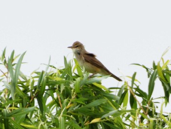 2024年4月26日(金) 浮島ヶ原自然公園の野鳥観察記録