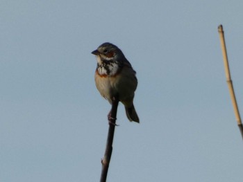 Chestnut-eared Bunting 御殿場 Fri, 4/26/2024