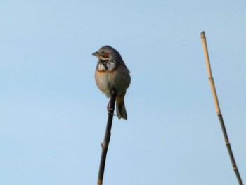 Chestnut-eared Bunting 御殿場 Fri, 4/26/2024