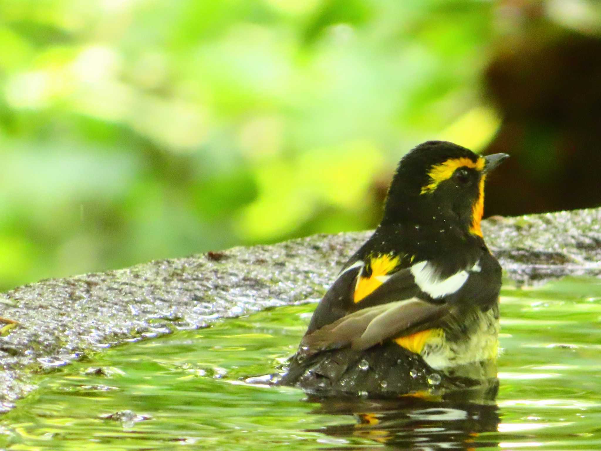 Narcissus Flycatcher