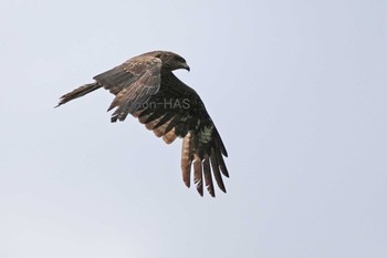 Black Kite 東京都多摩地域 Mon, 5/6/2024