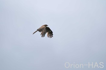 Black Kite 東京都多摩地域 Mon, 5/6/2024