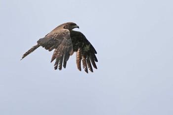 Black Kite 東京都多摩地域 Mon, 5/6/2024