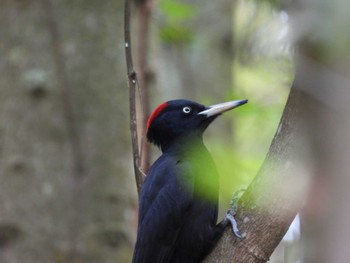 Black Woodpecker 利根別自然公園 Sat, 5/4/2024