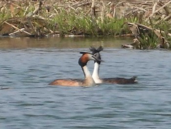 カンムリカイツブリ 宮島沼 2024年5月4日(土)