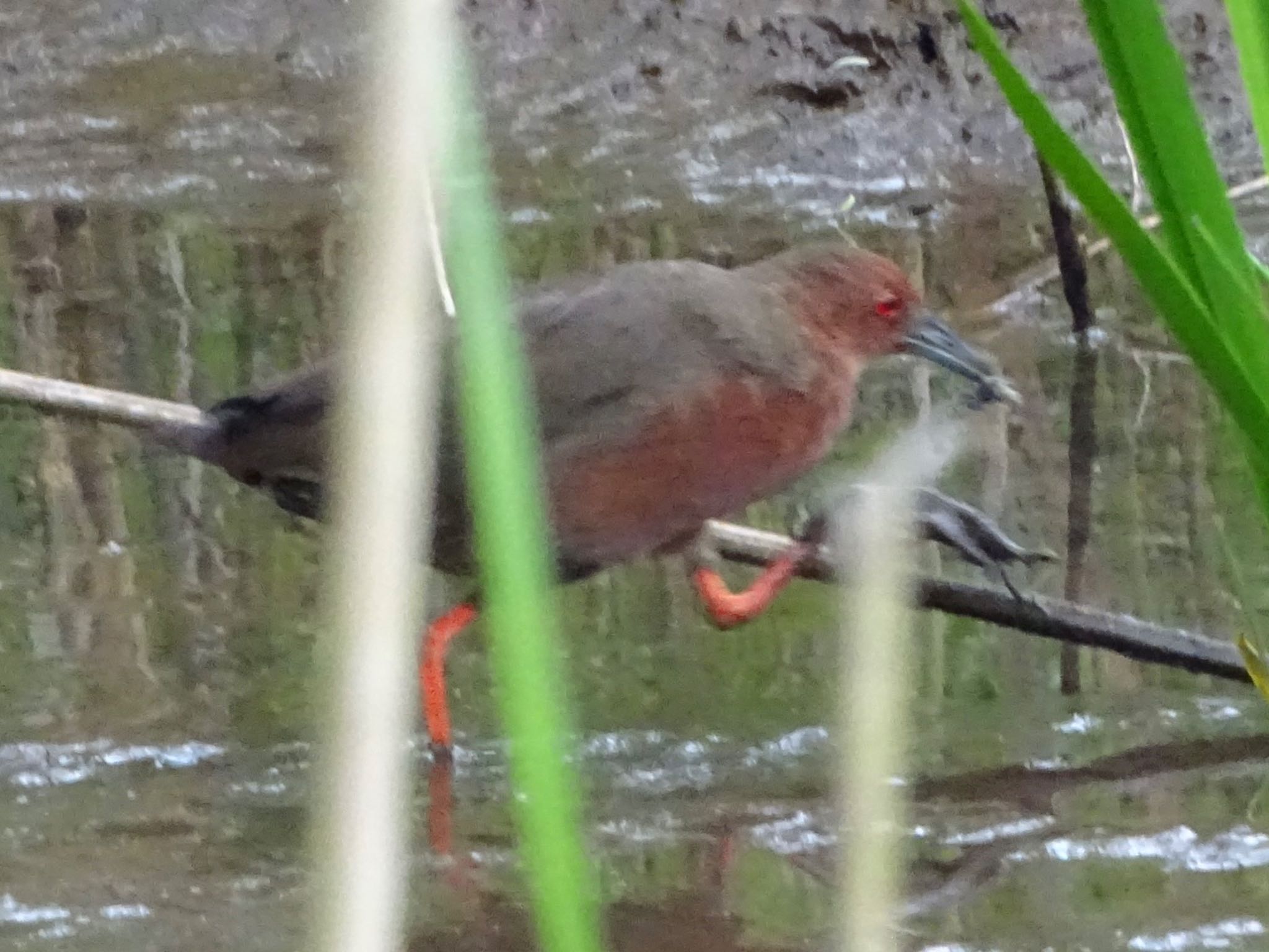 Photo of Ruddy-breasted Crake at Maioka Park by KAWASEMIぴー