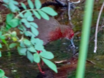 Ruddy-breasted Crake Maioka Park Mon, 5/6/2024