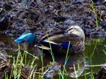 カワセミ 舞岡公園 2024年5月6日(月)