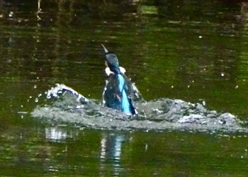 カワセミ 舞岡公園 2024年5月6日(月)